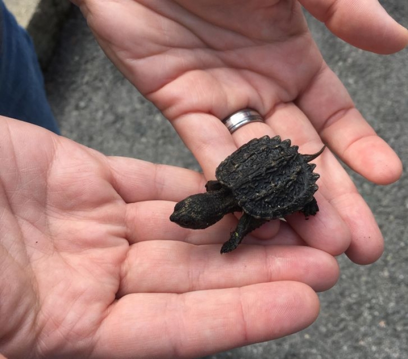 12 animals that look like they came straight from a sci-fi movie