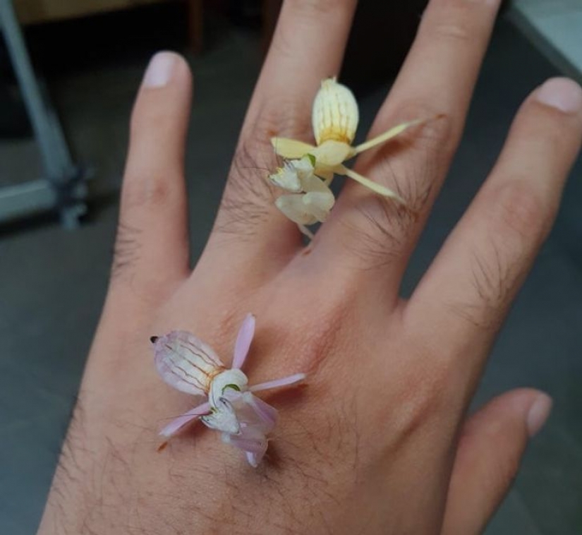 12 animals that look like they came straight from a sci-fi movie