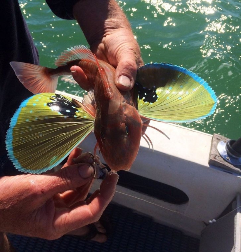 12 animals that look like they came straight from a sci-fi movie