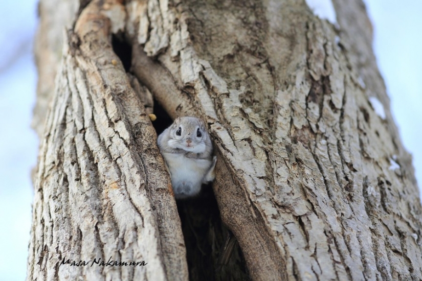 12 evidence that the flying squirrel is the cutest animal in the world
