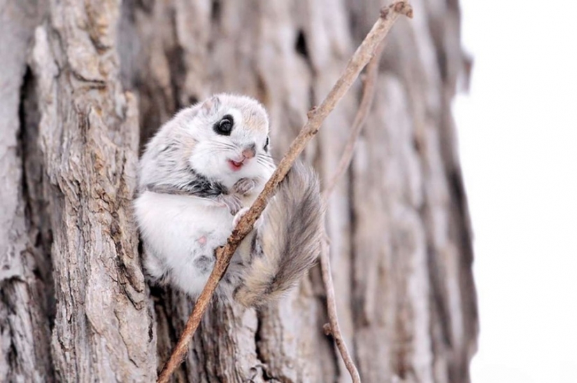 12 evidence that the flying squirrel is the cutest animal in the world