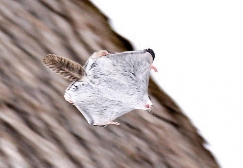 12 evidence that the flying squirrel is the cutest animal in the world