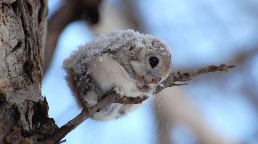 12 evidence that the flying squirrel is the cutest animal in the world