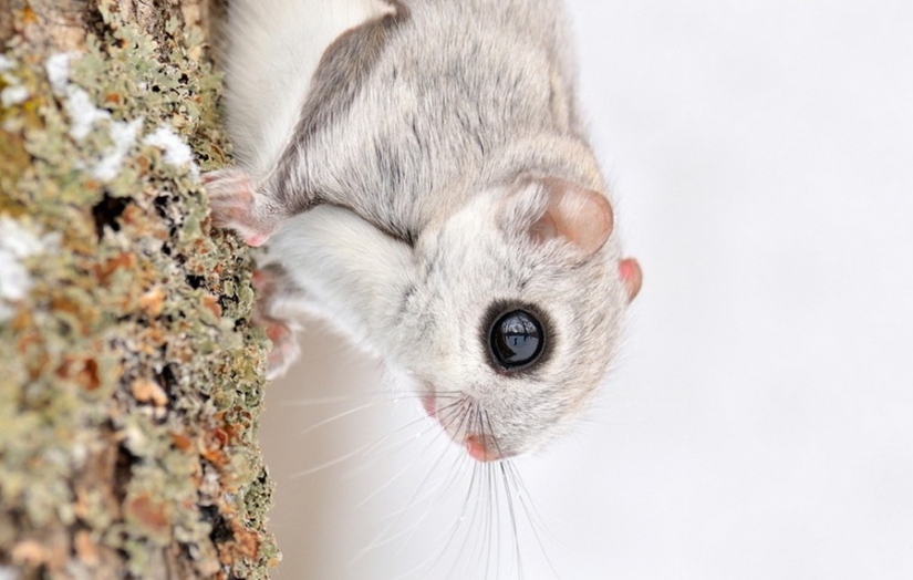 12 evidence that the flying squirrel is the cutest animal in the world