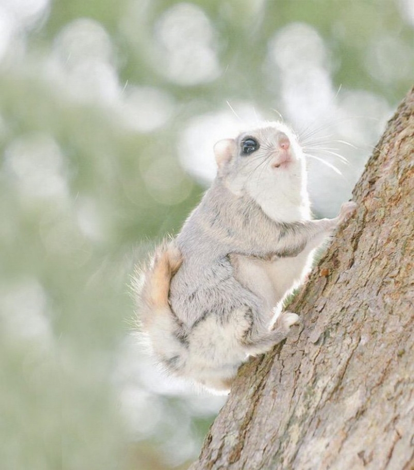 12 evidence that the flying squirrel is the cutest animal in the world