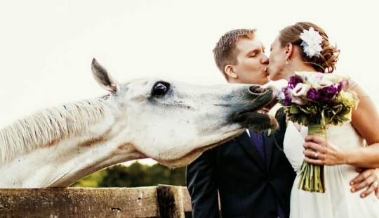 12 fotos de la boda que ha arruinado a algunos de los animales