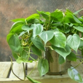 12 house plants that can survive even in the darkest corner
