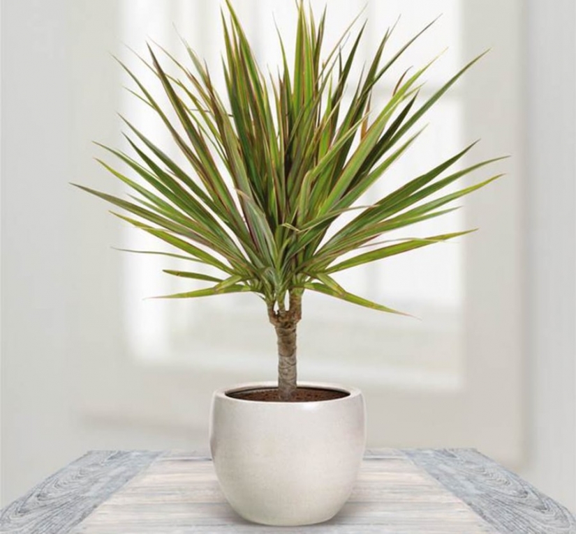 12 house plants that can survive even in the darkest corner