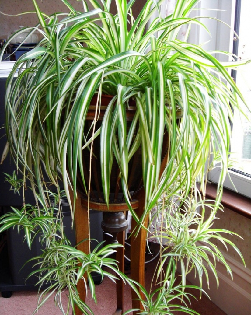 12 house plants that can survive even in the darkest corner