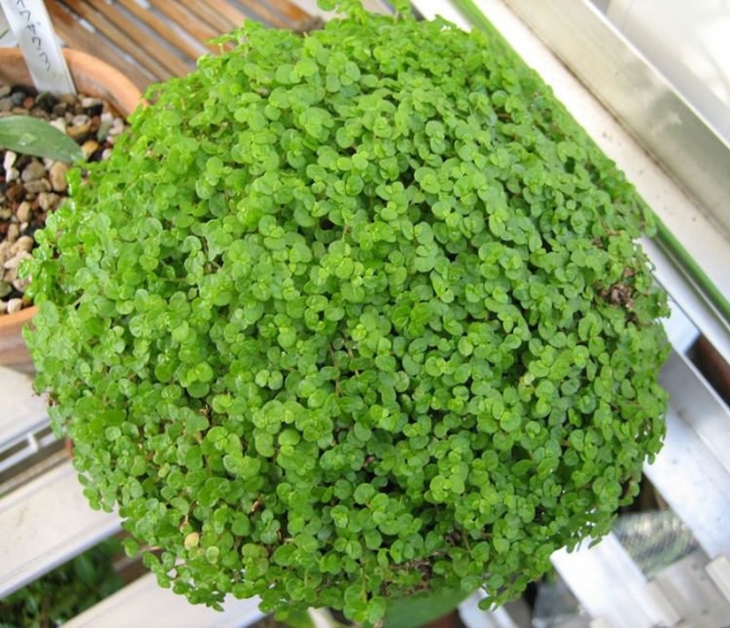 12 house plants that can survive even in the darkest corner