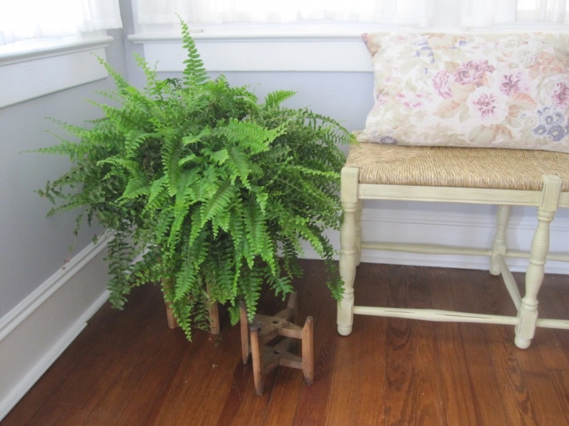 12 house plants that can survive even in the darkest corner