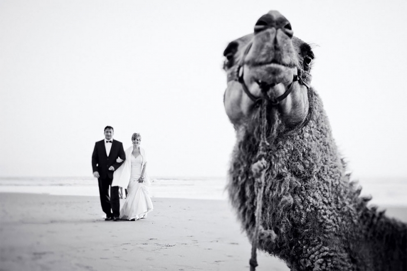 12 wedding photos which ruined some animal