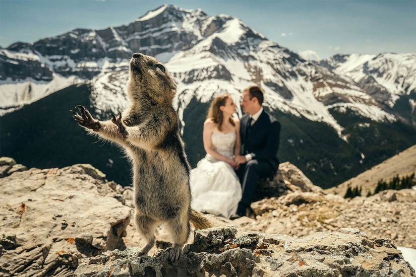 12 wedding photos which ruined some animal