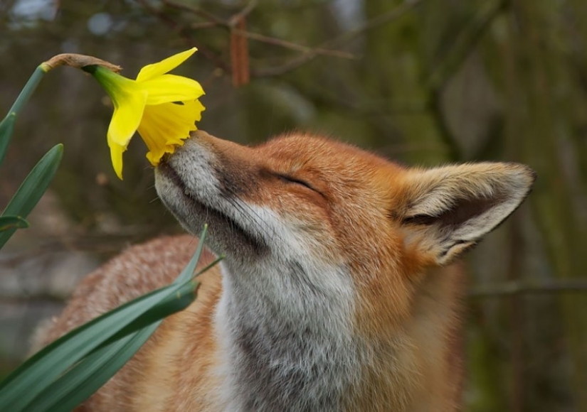 15 adorable animals enjoying the fragrance of flowers