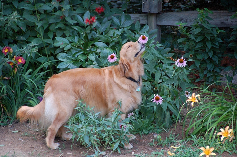 15 adorable animals enjoying the fragrance of flowers