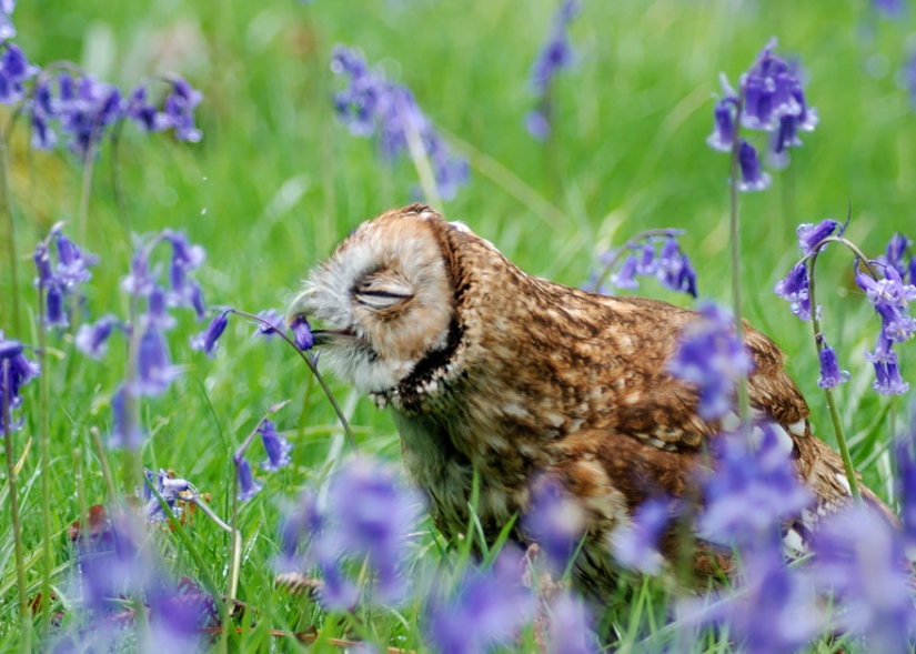15 adorable animals enjoying the fragrance of flowers