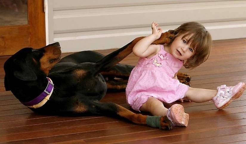 15 amazing stories about animal heroes that saved people from death 15 amazing stories about animal heroes that saved people from death