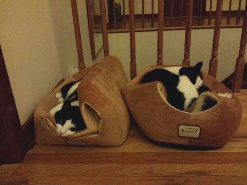 15 cats who don't care about your logic