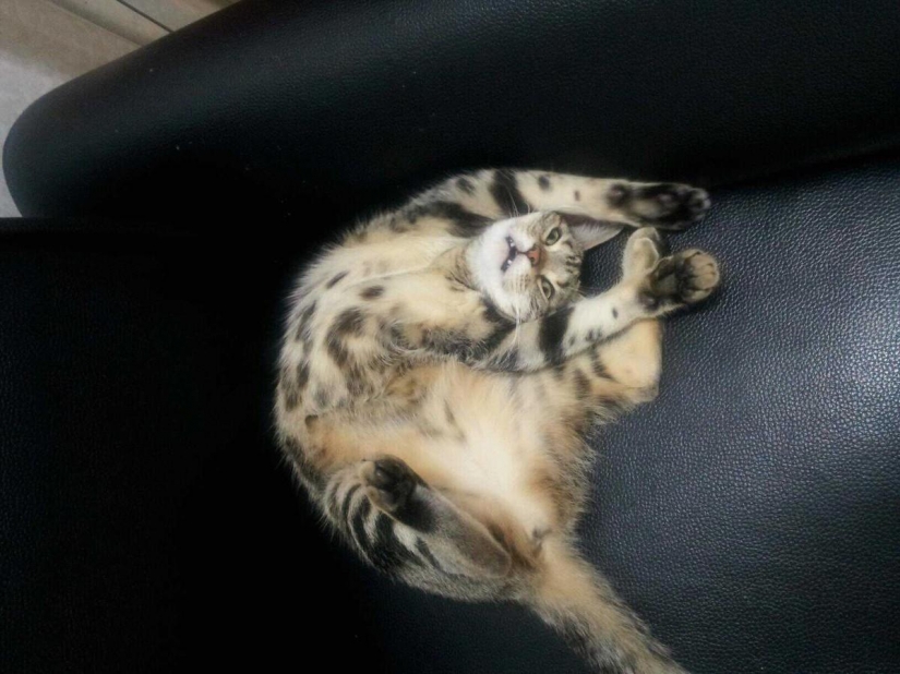 15 de las reglas de la vida del gato