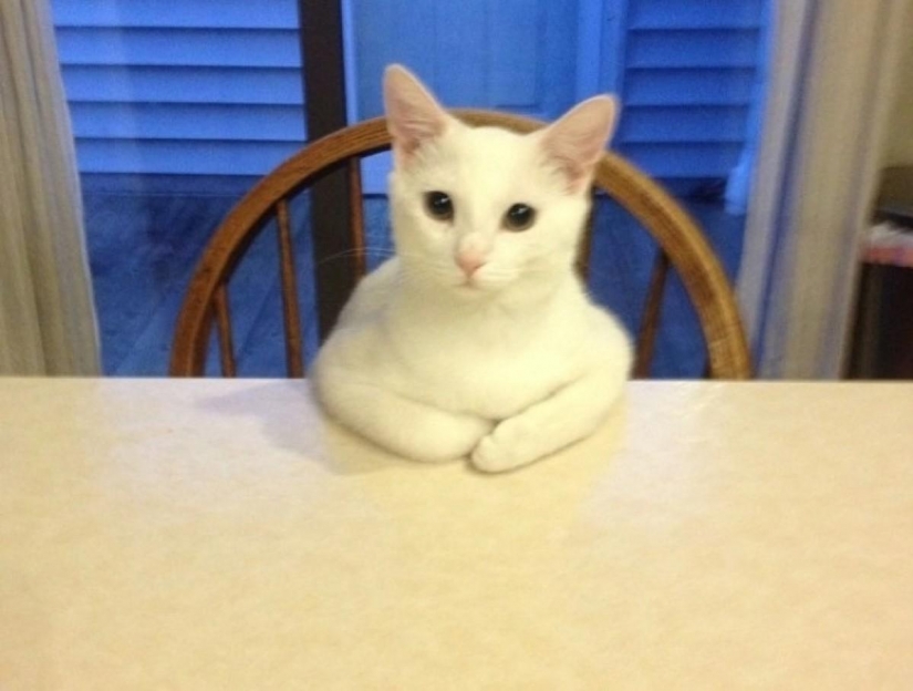 15 de las reglas de la vida del gato