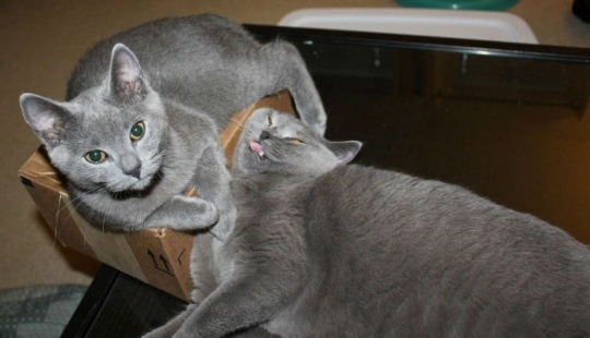 15 de las reglas de la vida del gato