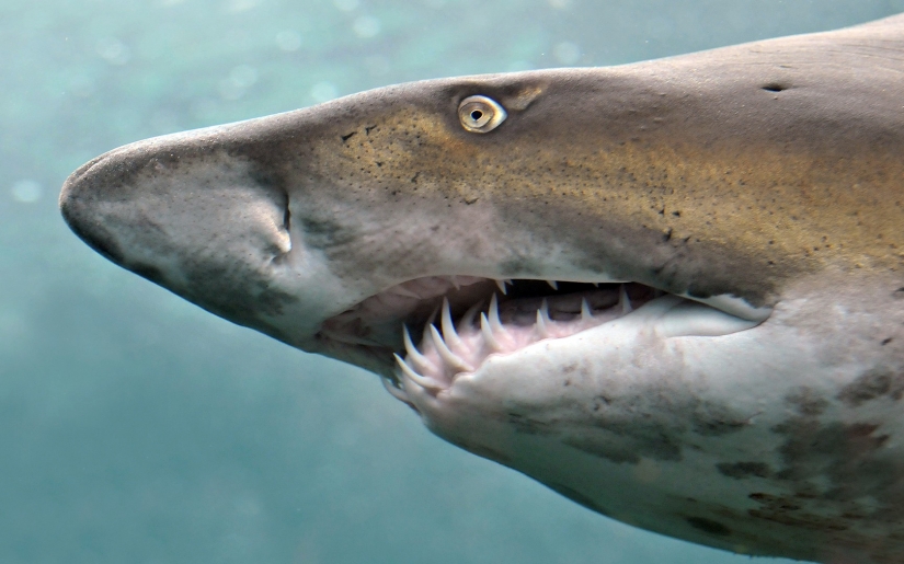 15 facts about eyes that you will be amazed