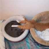 15 gatos que no se preocupan por su lógica