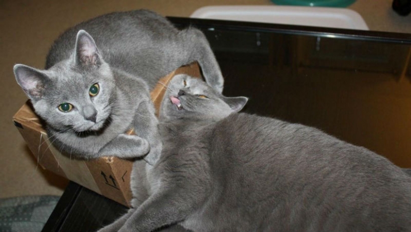 15 rules of life of the cat