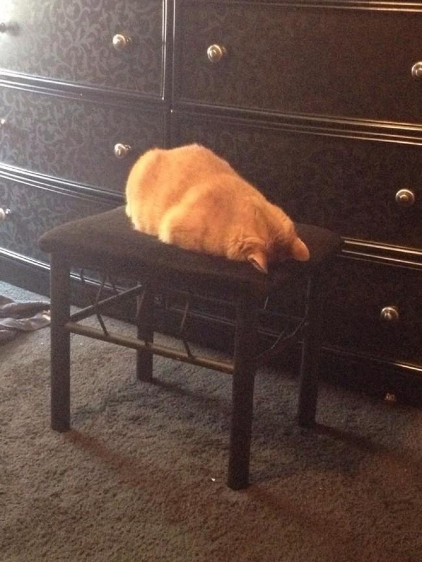 15 rules of life of the cat