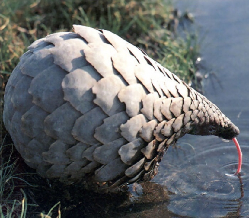 15 sorprendentes hechos sobre las bestias que hacen caso omiso de los científicos