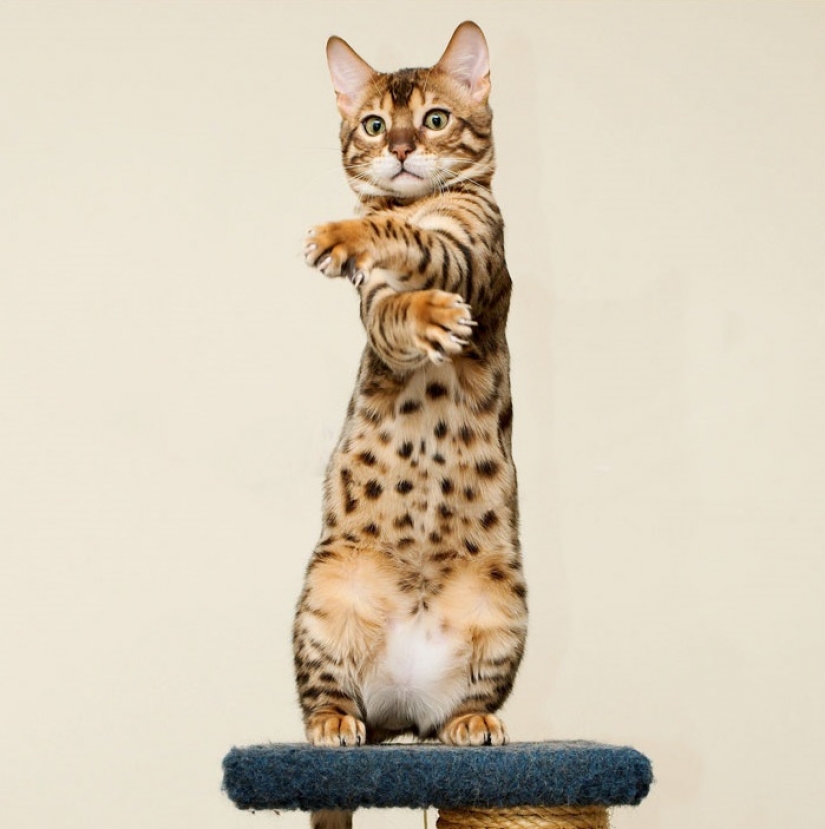 15 sorprendentes hechos sobre las bestias que hacen caso omiso de los científicos