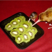 15 sorprendentes hechos sobre las bestias que hacen caso omiso de los científicos