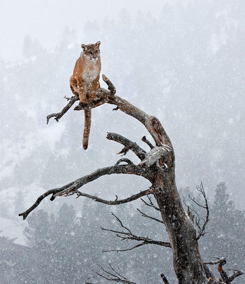 15 sorprendentes hechos sobre las bestias que hacen caso omiso de los científicos