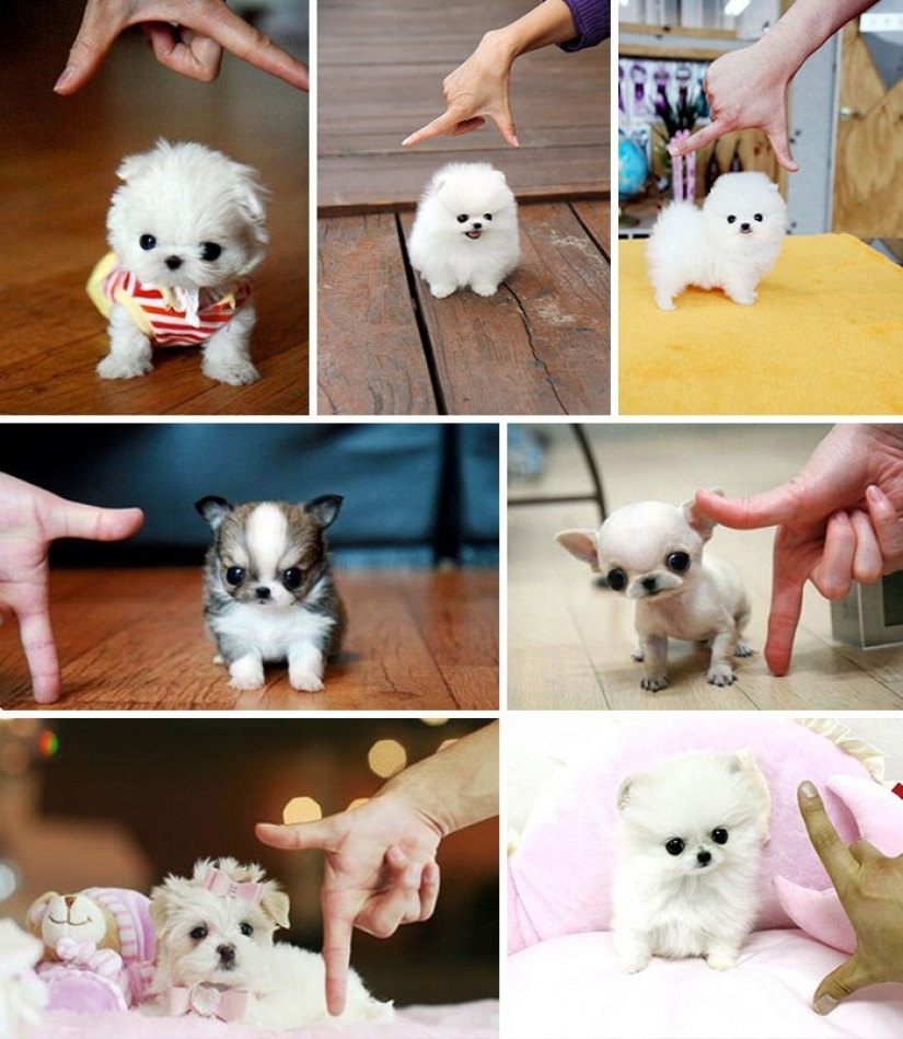 15 sorprendentes hechos sobre las bestias que hacen caso omiso de los científicos