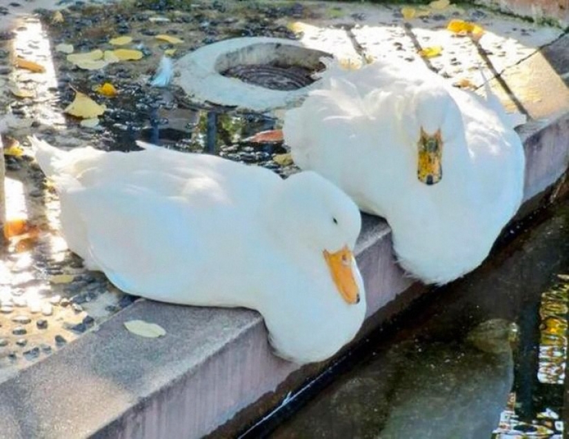 15 sorprendentes hechos sobre las bestias que hacen caso omiso de los científicos