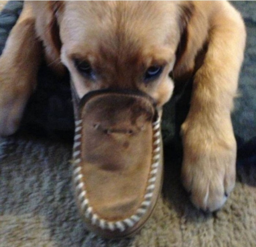 15 sorprendentes hechos sobre las bestias que hacen caso omiso de los científicos