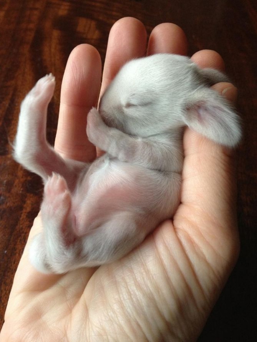 15 tiny babies that fit in the palm of your hand