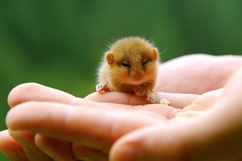 15 tiny babies that fit in the palm of your hand