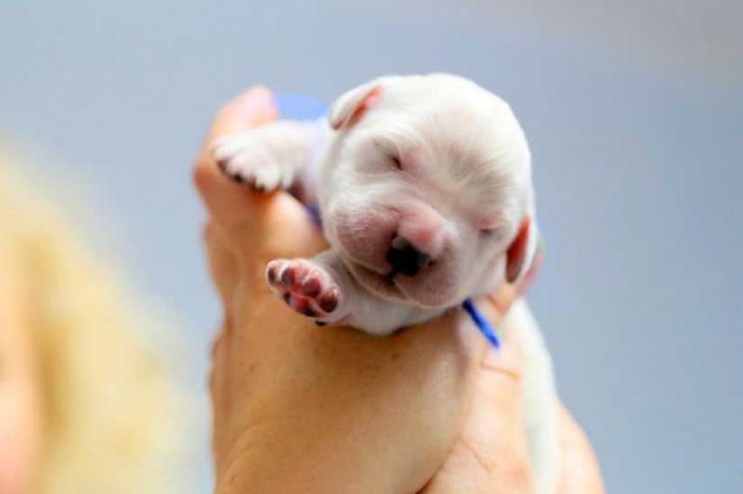 15 tiny babies that fit in the palm of your hand