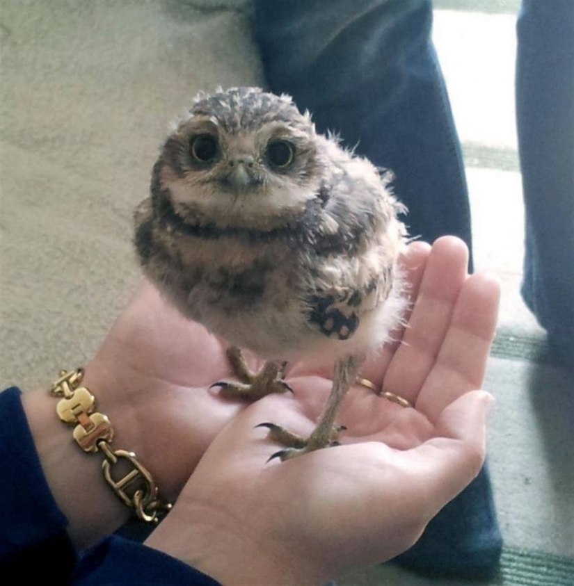 15 tiny babies that fit in the palm of your hand