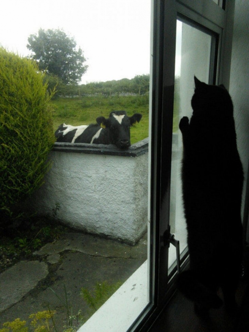 16 cute Chicks caught in stupid situations