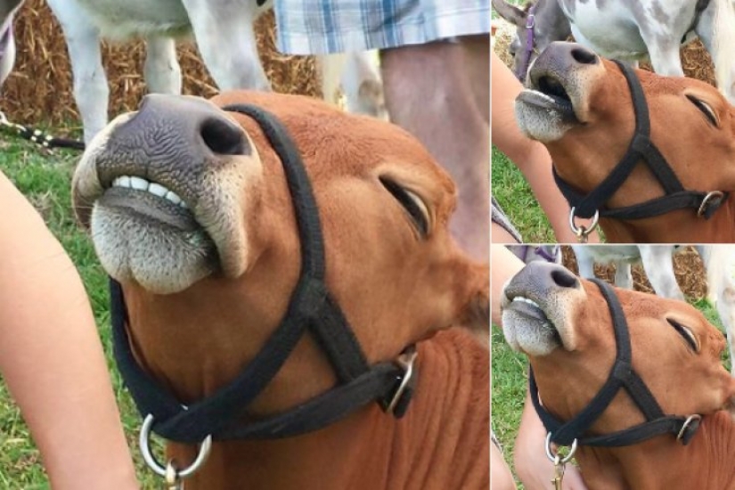 16 cute Chicks caught in stupid situations