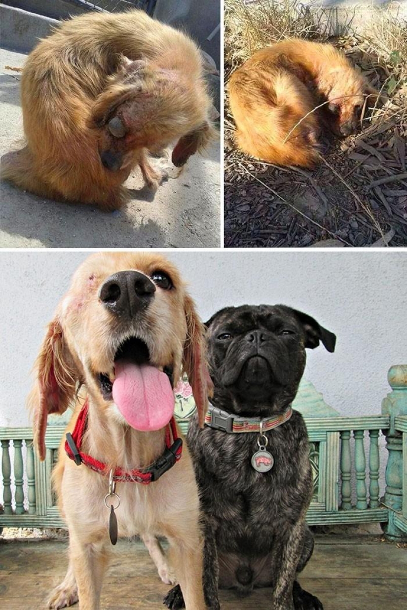 16 historias de perros de rescate que están al borde de la muerte, en el estilo de "antes y después" 16 historias de perros de rescate que están al borde de la muerte, en el estilo de "antes y después"
