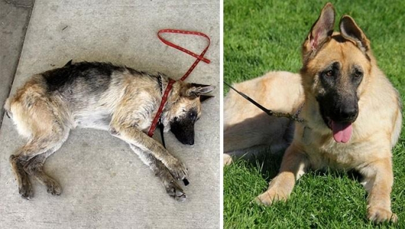 16 historias de perros de rescate que están al borde de la muerte, en el estilo de "antes y después" 16 historias de perros de rescate que están al borde de la muerte, en el estilo de "antes y después"