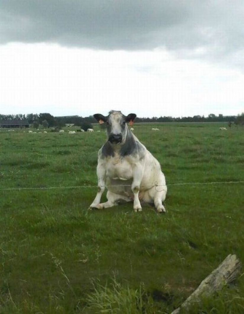 16 lindos Pollitos atrapados en situaciones estúpidas