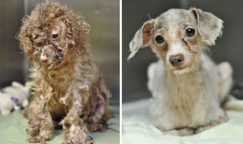 16 stories of rescue dogs that are on the verge of death, in the style of "before and after"