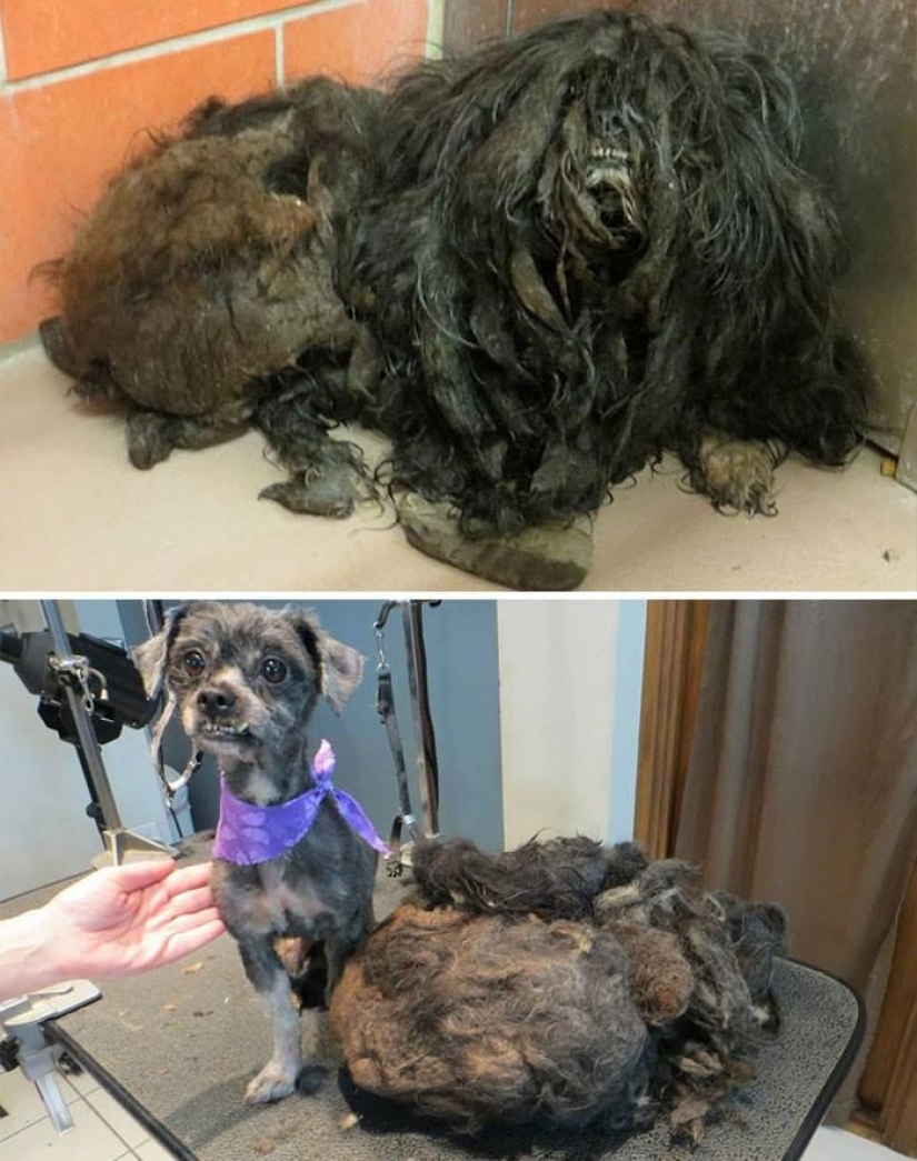 16 stories of rescue dogs that are on the verge of death, in the style of "before and after"