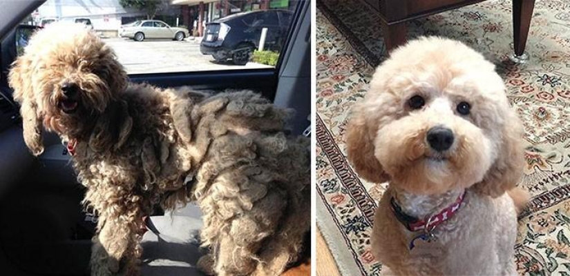 16 stories of rescue dogs that are on the verge of death, in the style of "before and after"