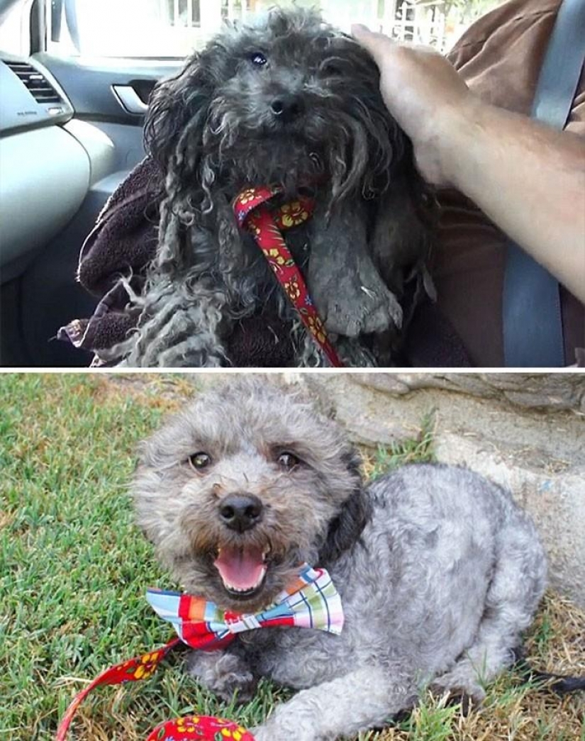 16 stories of rescue dogs that are on the verge of death, in the style of "before and after"