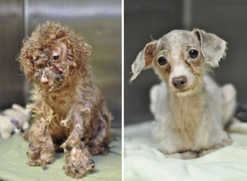 16 stories of rescue dogs that are on the verge of death, in the style of "before and after"